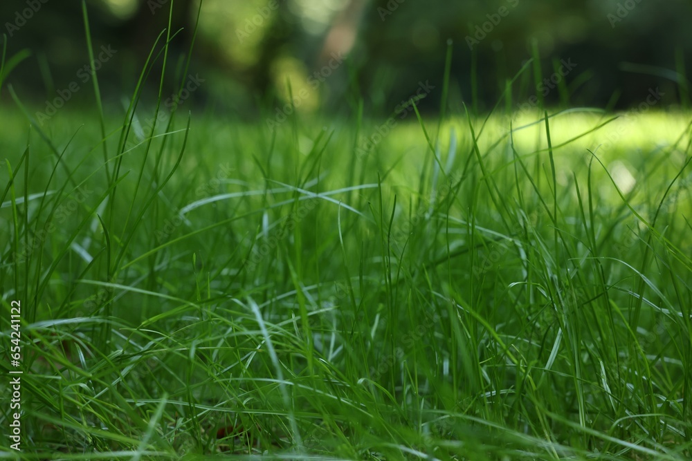 Beautiful lawn with green grass outdoors, closeup