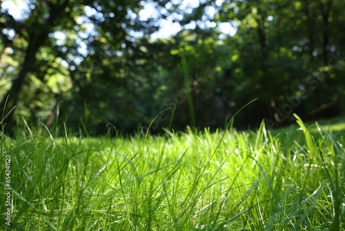 Beautiful lawn with green grass growing outdoors, low angle view