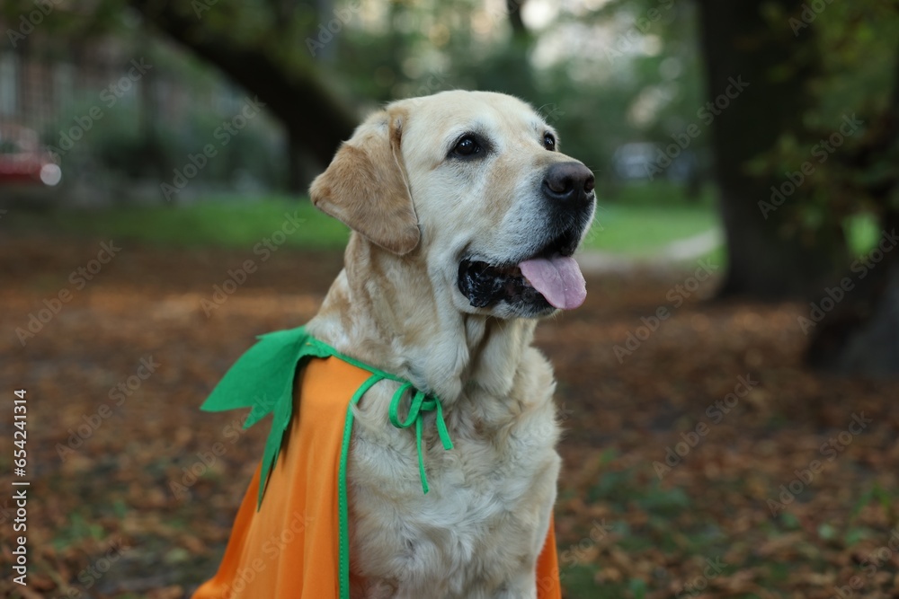 Cute Labrador Retriever dog wearing Halloween costume in autumn park Cute Labrador Retriever dog wearing Halloween costume in autumn park