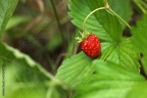 One small wild strawberry growing outdoors. Space for text