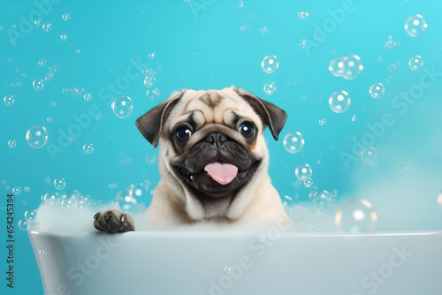 Funny pug puppy bathing in a bathtub with soap bubbles and foam on a blue background 3