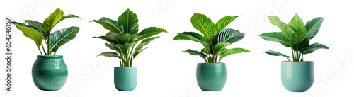 Collection of potted indoor palm plants, houseplants in various decorated green vases, isolated on a transparent background with a PNG cutout or clipping path. photo