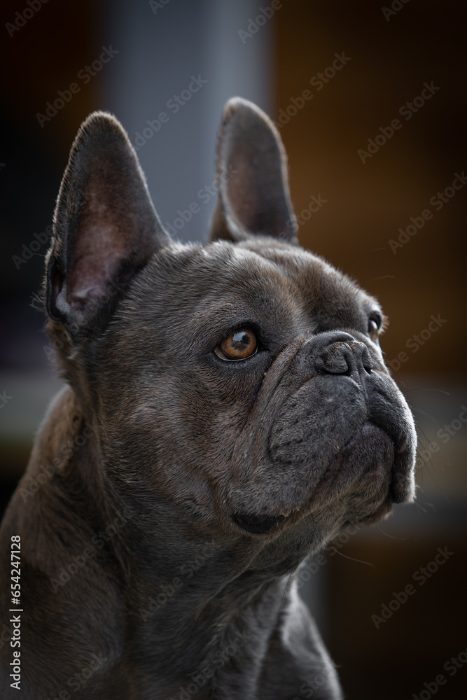 Französiche Bulldogge Portrait
