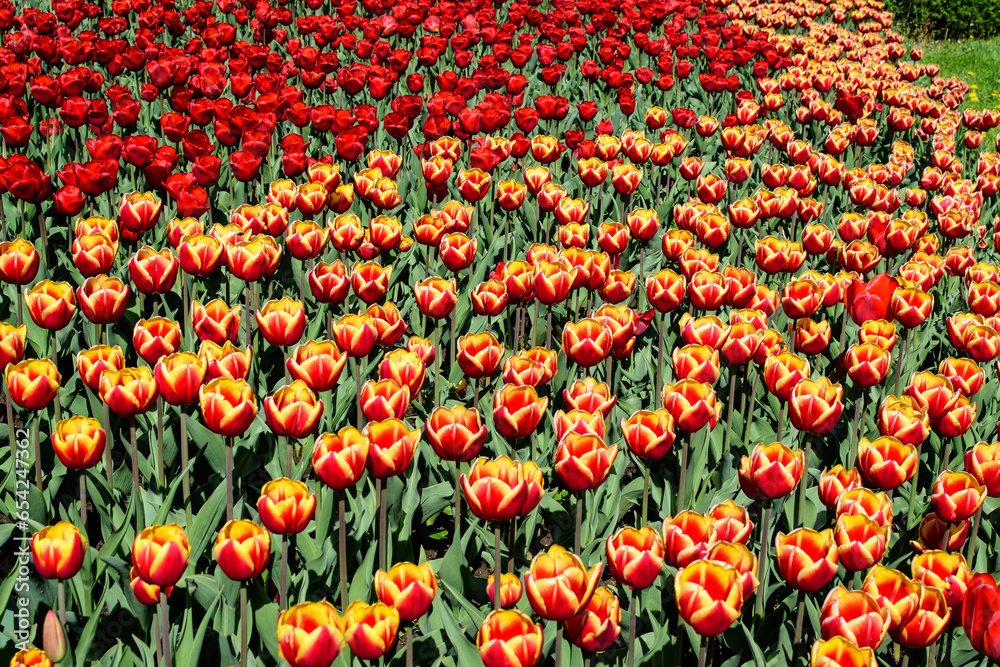 Many delicate vivid red and yellow tulips in full bloom in a sunny spring garden, beautiful outdoor floral background photographed with soft focus Many delicate vivid red and yellow tulips in full bloom in a sunny spring garden, beautiful outdoor floral background photographed with soft focus