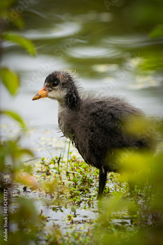 Bleßhuhnküken am Ufer photo