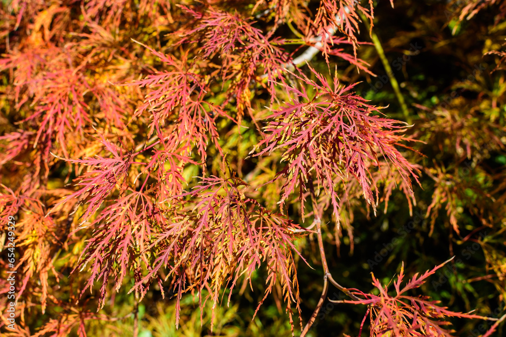 Many dried green, yellow, orange and brown leaves on a tree branch in a garden in a sunny autumn day. Many dried green, yellow, orange and brown leaves on a tree branch in a garden in a sunny autumn day.