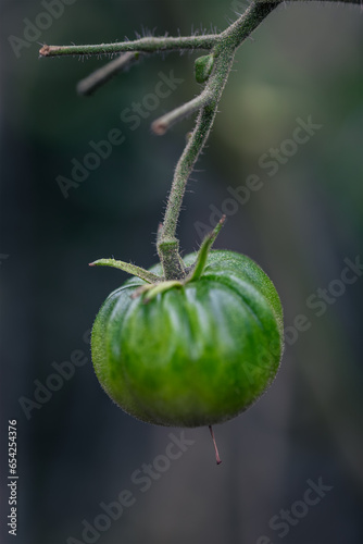 Young green tomato on branch. Selective approach. Orchard and harvest concept