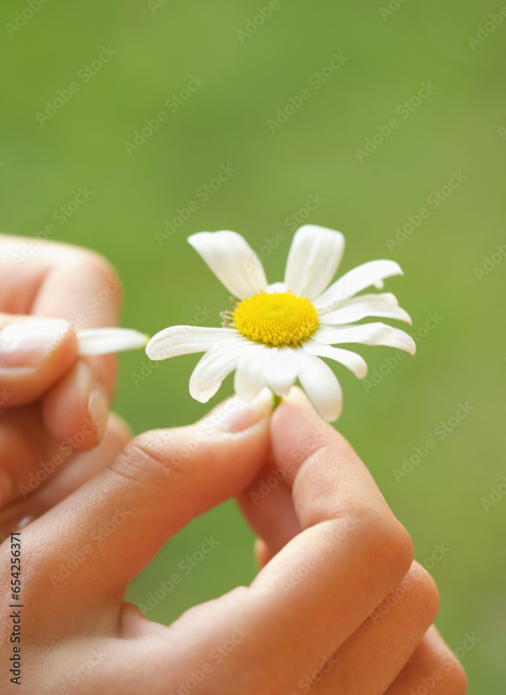 Close up of a girl hands plucking a petal from a daisy
Close up of a girl hands plucking a petal from a daisy