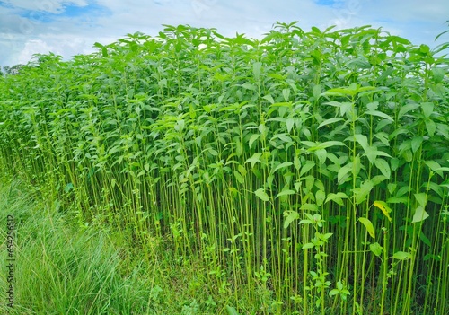 Tall jute plants in a field in Assam, India. Known as the golden fiber, jute is a versatile, eco-friendly material used in textiles and various products, showcasing India's rich agricultural heritage.