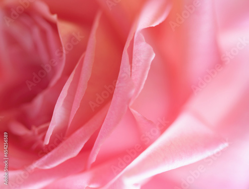 Close up of a pink rose
