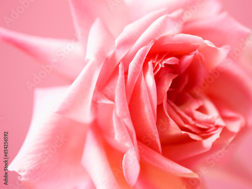 Close up of a pink rose
