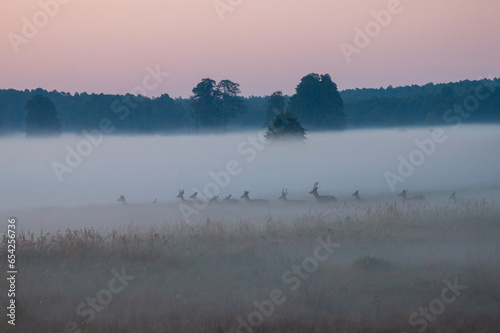 Misty Deer Landscape