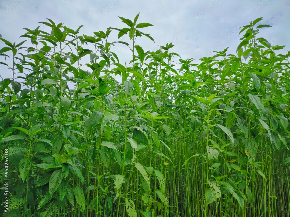 Tall jute plants in a field in Assam, India. Known as the golden fiber, jute is a versatile, eco-friendly material used in textiles and various products, showcasing India's rich agricultural heritage. Tall jute plants in a field in Assam, India. Known as the golden fiber, jute is a versatile, eco-friendly material used in textiles and various products, showcasing India's rich agricultural heritage.