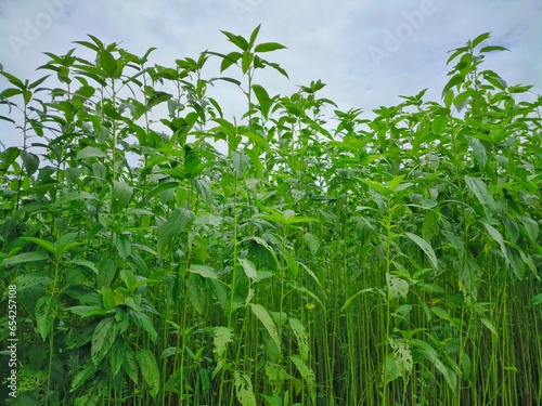 Tall jute plants in a field in Assam, India. Known as the golden fiber, jute is a versatile, eco-friendly material used in textiles and various products, showcasing India's rich agricultural heritage.