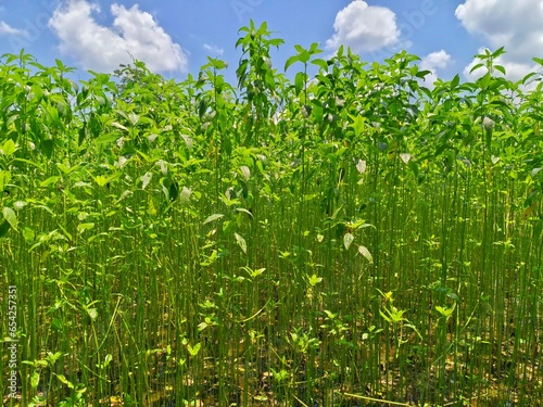 Tall jute plants in a field in Assam, India. Known as the golden fiber, jute is a versatile, eco-friendly material used in textiles and various products, showcasing India's rich agricultural heritage.
