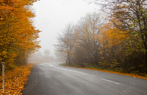 Atmospheric and very beautiful long road without car in autumn season with colored trees and foggy weather © Loucine