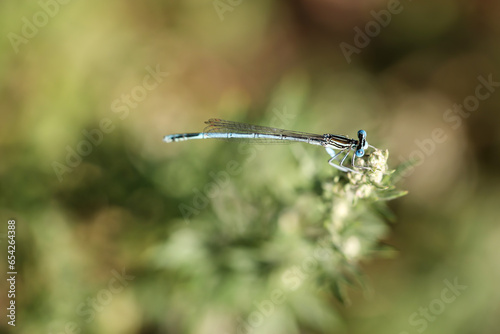 Eine Kleinlibelle auf einer Pflanze. photo