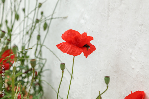 Beautiful flowers red poppies