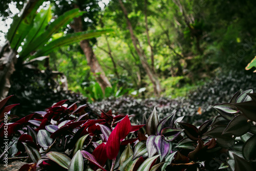 Wild purple green wandering jew photo