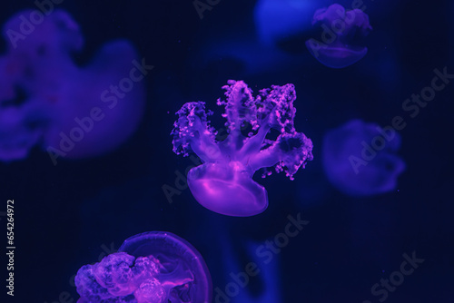 underwater shot of beautiful Marbled Jellyfish / Lychnorhiza Lucerna