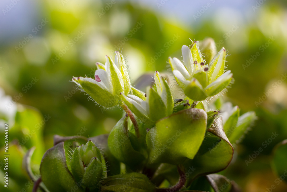 In the spring, Stellaria media grows in the wild. A herbaceous plant that often grows in gardens as a weed. Small white flowers on fleshy green stems In the spring, Stellaria media grows in the wild. A herbaceous plant that often grows in gardens as a weed. Small white flowers on fleshy green stems