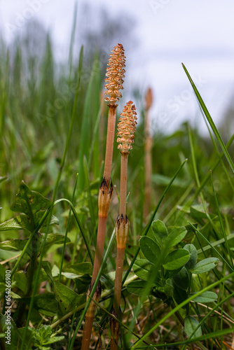 Selective focus. A spore-bearing shoot of the horsetail Equisetum arvense. Sporiferous spikelet of field horsetail in spring. Controversial cones of horsetail photo