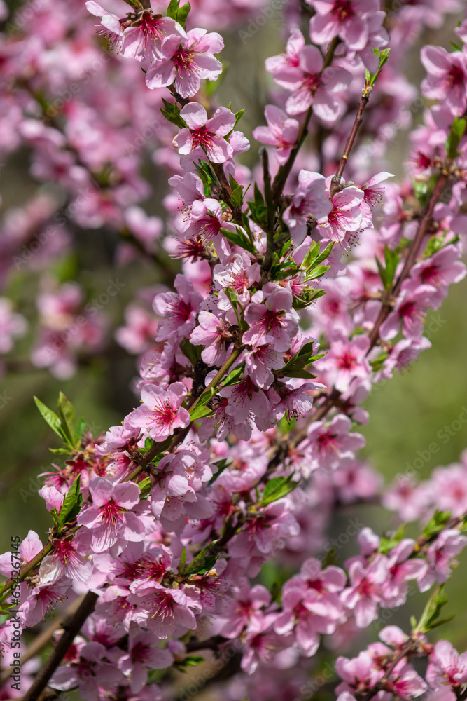 Peach tree, blurred background. Blooming tree in spring with pink flowers. The beauty of the spring garden, the concept of spring Peach tree, blurred background. Blooming tree in spring with pink flowers. The beauty of the spring garden, the concept of spring