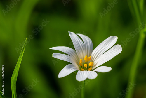 Stellaria holostea or greater stitchwort - is a perennial herbaceous flowering plant in the carnation family Caryophyllaceae. A traditional British spring flower