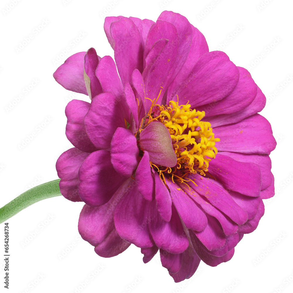 Naklejka premium Pink zinnia
