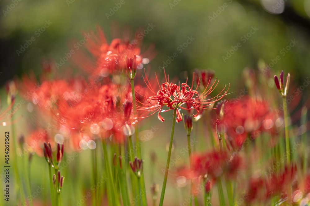 秋に咲く赤い花、彼岸花の花畑