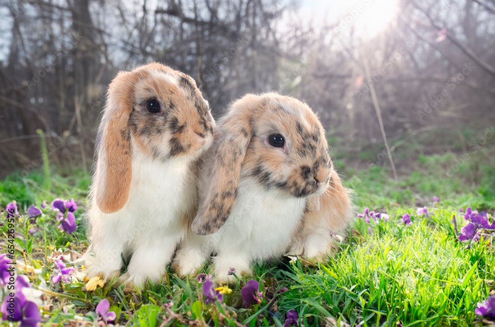 Lop Rabbits in nature Lop Rabbits in nature