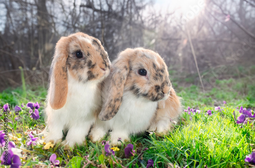 Lop Rabbits in nature