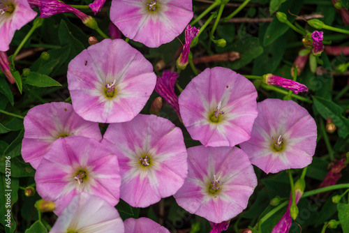 Blooming field bindweed pink trumpet natural laxative Ackerwinde morning glory campanelle rosa macro meadow plant