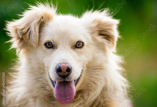 maremma sheepdog Australian mountain portrait kokoni Aidi domestic atlas mountain dog white fur fluffy cute shepherd Closeup portrait enjoying outdoors beautiful day green tongue out domestic bound 