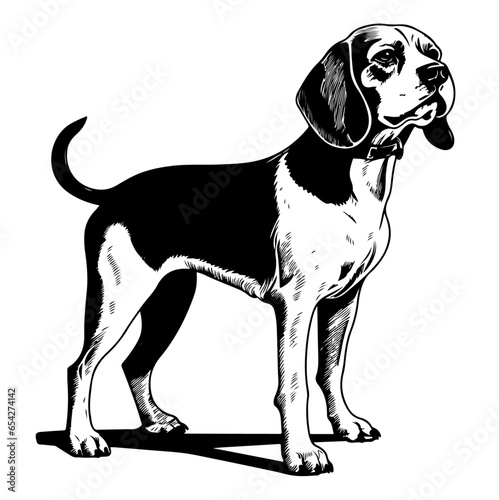 beagle dog portrait