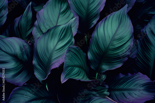 Leaves of Spathiphyllum Cannifolium, Abstract Colorful Texture, Nature Dark Tone Background, Tropical Leaf.
