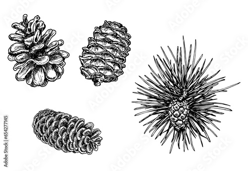Fototapeta Naklejka Na Ścianę i Meble -  Forest collection of coniferous branches and pine cones isolated on white background. Fir cone sketch. Cones of various coniferous trees. Hand drawn design vector elements.