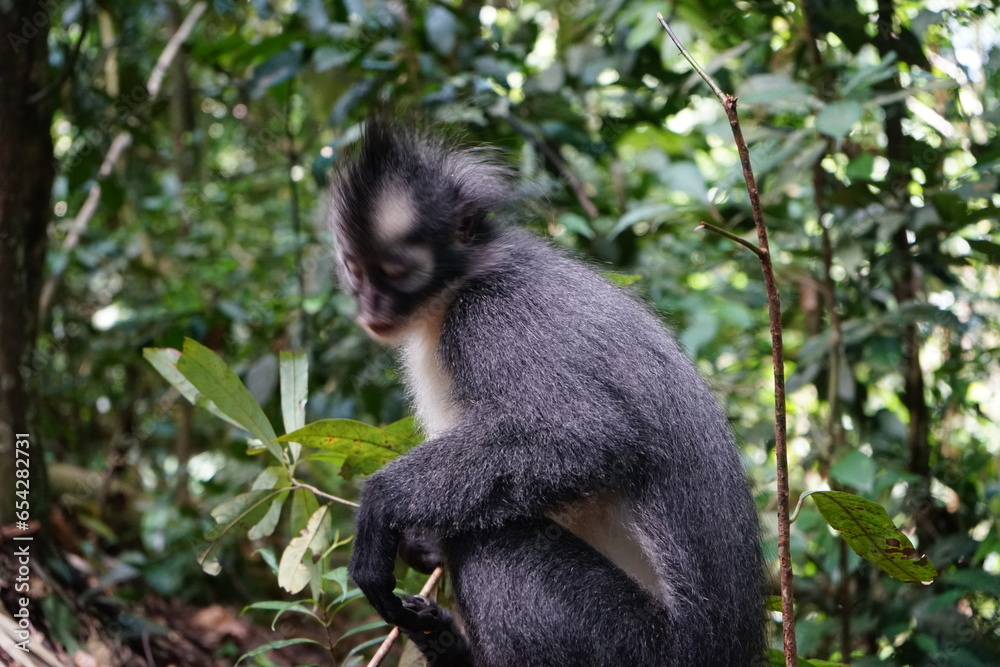 portrait of a thomas monkey, bukit lawang, sumatra, indonesia rainforest portrait of a thomas monkey, bukit lawang, sumatra, indonesia rainforest