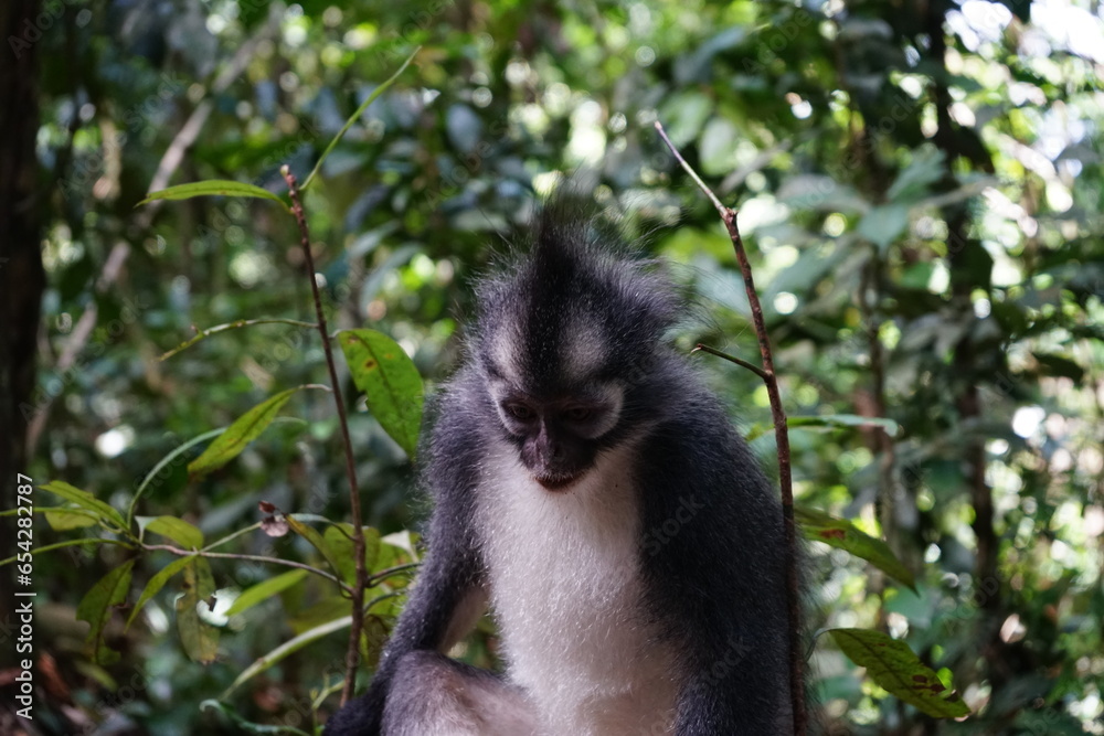 Fototapeta premium portrait of a thomas monkey, bukit lawang, sumatra, indonesia rainforest