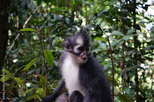 portrait of a thomas monkey selective focus in sumatra indonesia switzerland bukit lawang photo