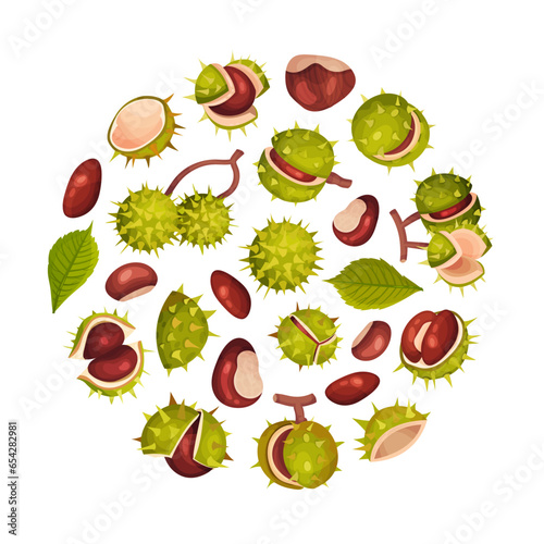 Chestnut Plant Round Composition Design with Brown Fruit in Green Spiky Husk Vector Template