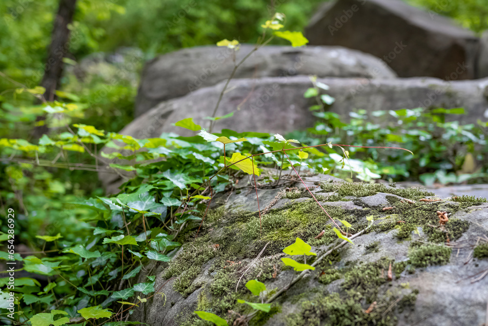 Fototapeta premium Green Leaves and Moss
