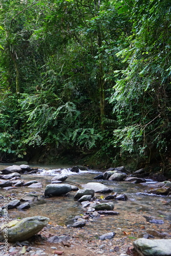 river ranging through the jungle in bukit lawang sumatra indonesia  peaceful  idyllic  rainforest