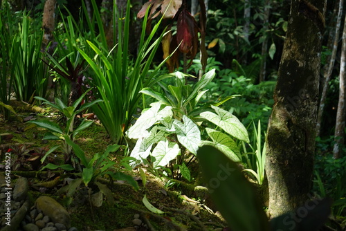 white plants in the jungle