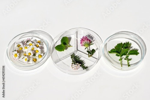 Petri dishes with various kinds of herbs. Phytotherapy, herbal medicine. Laboratory research 