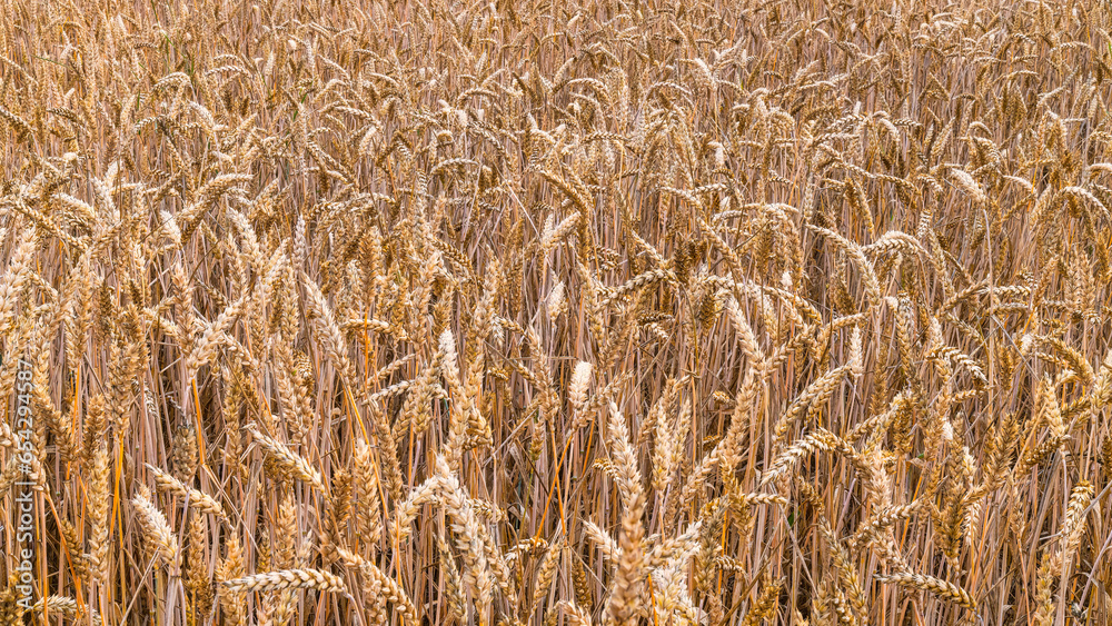 Closeup a field of ripe bread wheat ears in agricultural background. Triticum aestivum. Sunny summer cornfield full of golden spikes with dry grains in beautiful natural texture at rural crop harvest. Closeup a field of ripe bread wheat ears in agricultural background. Triticum aestivum. Sunny summer cornfield full of golden spikes with dry grains in beautiful natural texture at rural crop harvest.