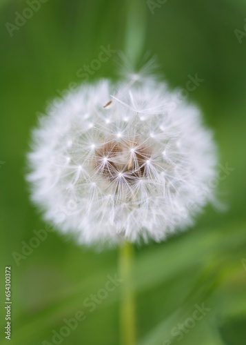 A macro portrait of a white fluffy, soft and fuzy dandelion flower standing in the grass of a garden with a green blurry background. the white blowball still has all of it's seeds tot spread. photo