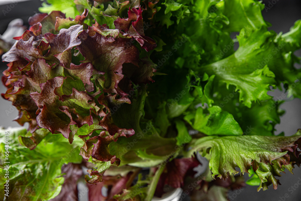 green leaf salad lettuce bunch of greenery healthy eating cooking meal food snack on the table copy space food background rustic top view vegetarian vegan food green leaf salad lettuce bunch of greenery healthy eating cooking meal food snack on the table copy space food background rustic top view vegetarian vegan food