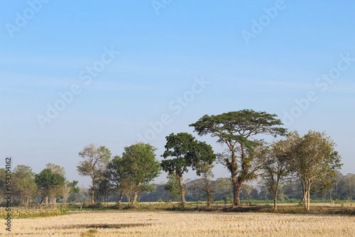 Countryside view, with dry rice fields and green trees, on summer season photo