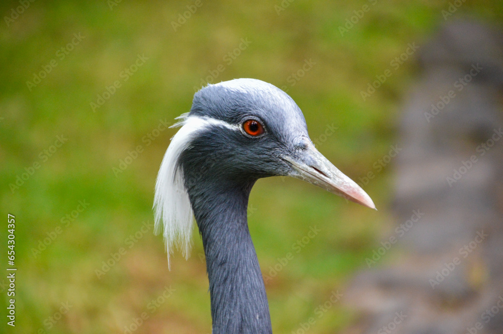 Fototapeta premium Grey crowned crane